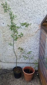 ornamental trees