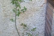 ornamental trees