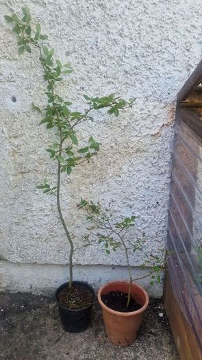 ornamental trees