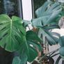 Large Houseplant Collection: 4 Monsteras, Rubber Tree & Giant Bird of Paradise Image 10