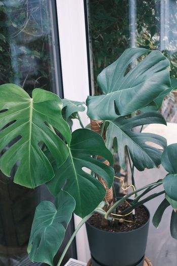 Large Houseplant Collection: 4 Monsteras, Rubber Tree & Giant Bird of Paradise