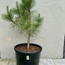 Austrian Pine trees Image 2