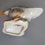 Mallard Duck Image 6