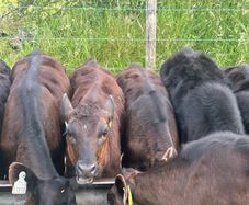 22 Angus Heifers