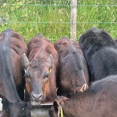 22 Angus Heifers