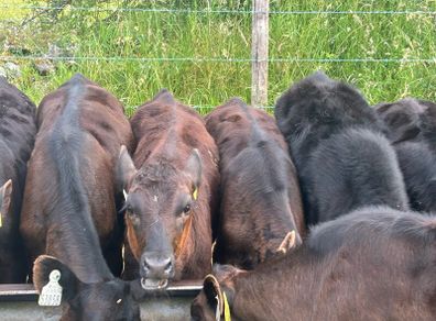 22 Angus Heifers