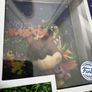 banjo kazooie funko Image 3