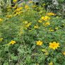 Shrubs and Garden Plants Image 5