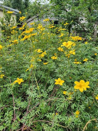 Shrubs and Garden Plants