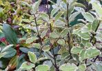 Evergreen Shrubs and perennials 2euro