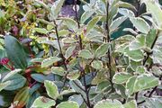 Evergreen Shrubs and perennials 2euro
