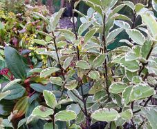 Evergreen Shrubs and perennials 2euro