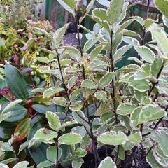Evergreen Shrubs and perennials 2euro