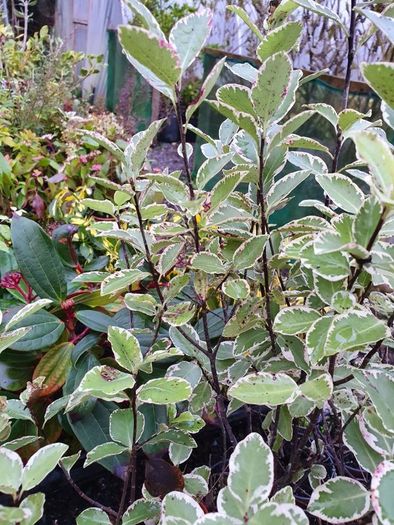 Evergreen Shrubs and perennials 2euro