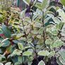 Shrubs, Garden Plants Image 4