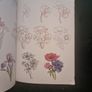 How to Draw Flowers in Simple Steps Image 5