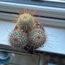 Mammillaria Cactus Red Hooked Spines Image 5