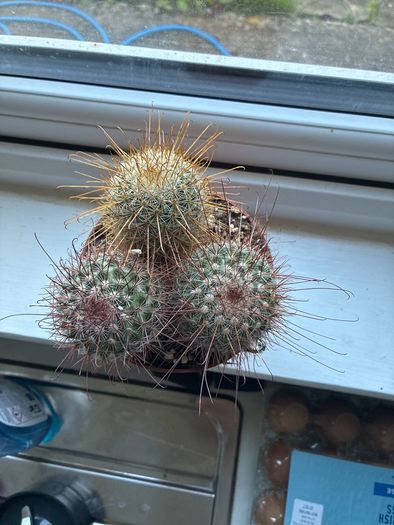 Mammillaria Cactus Red Hooked Spines
