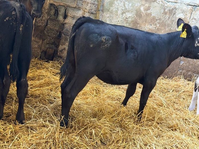 31 Properly Well Fed Calves