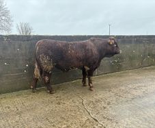 Salers Bulls