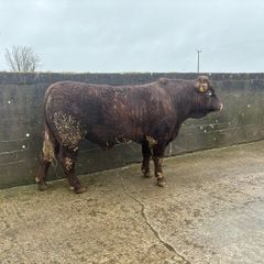 Salers Bulls