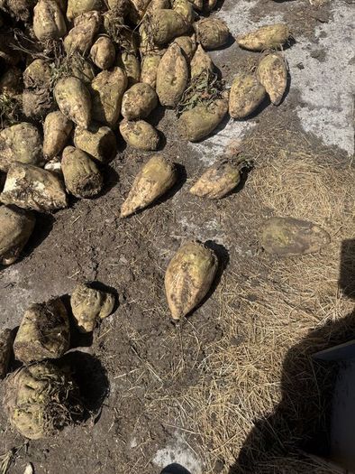 Freshly pulled beet