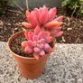 plant Image 4