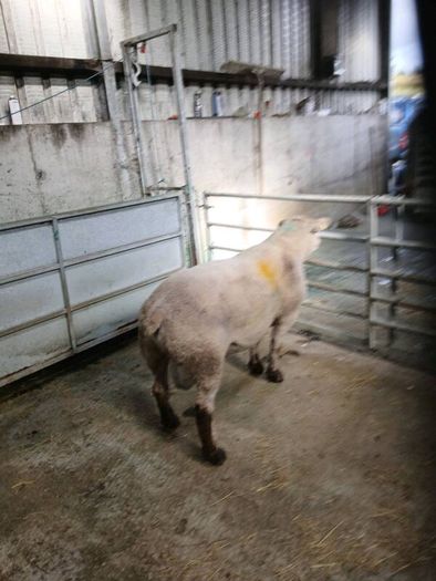 Sufftex Ram
