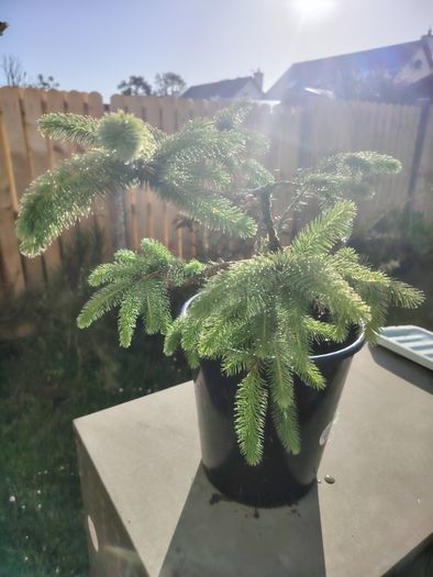 Plant