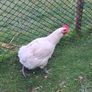 Hatching Eggs Image 3