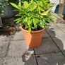 Aucuba Japonica Image 3