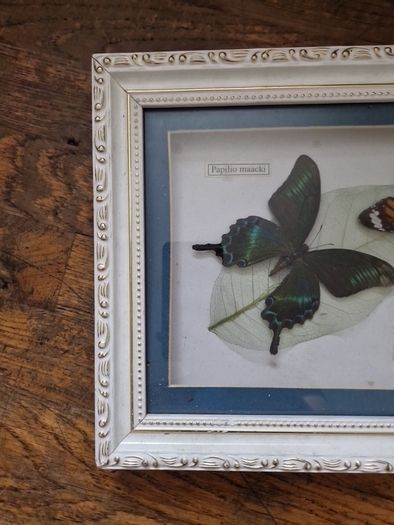 butterflies