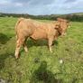 LOT NUMBERS AI Heifer and Bulls for Gort Mart Image 4