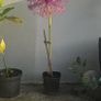 plants Image 2