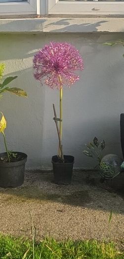 plants