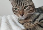 Missing cat