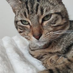 Missing cat