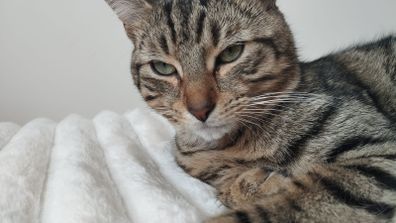 Missing cat