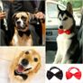 NEW stylish dog/cat adjustable bow-tie Image 2