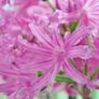 Nerine lily Image 3