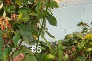 outdoor plant