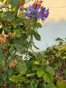 outdoor plant