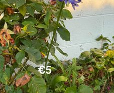 outdoor plant