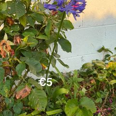 outdoor plant
