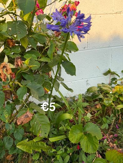 outdoor plant