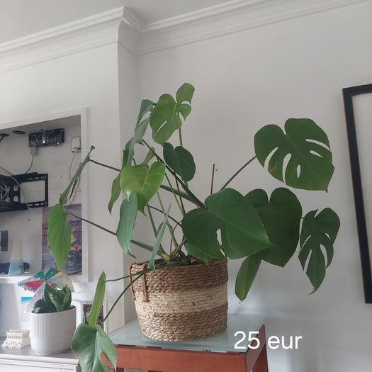 Plants