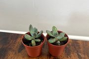 Mini succulent house plant