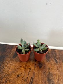 Mini succulent house plant
