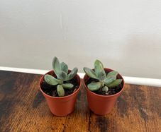 Mini succulent house plant