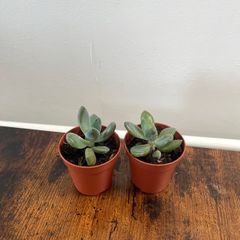 Mini succulent house plant